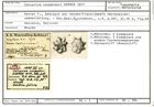 Karteikarte zum Syntyp von Calcarina carpenteri Karrer, 1877